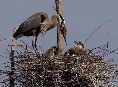 GBH with Chicks and big fish