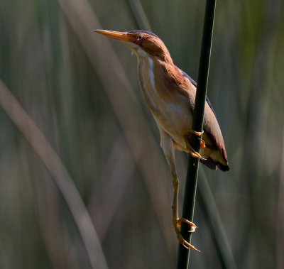 Herons