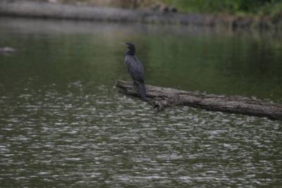 cormorant IMG_3043.jpg