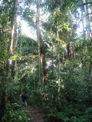 jungle IMG_4347.jpg