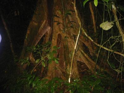 jungle roots IMG_4338.jpg