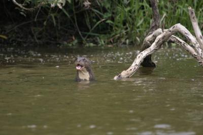 otter IMG_3145.jpg