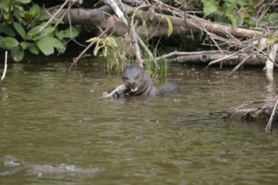 otter IMG_3146.jpg