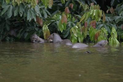 otters IMG_3100.jpg