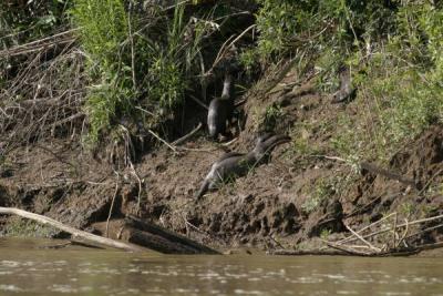 otters on river bank IMG_3218.jpg