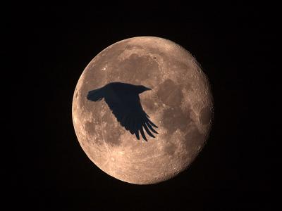 Crow on Moon