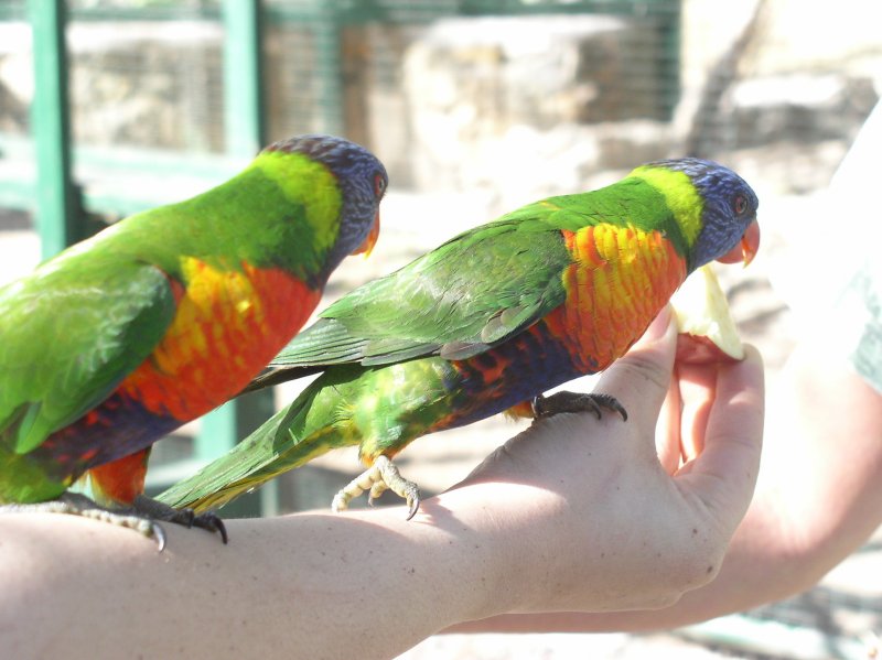 parrots.JPG