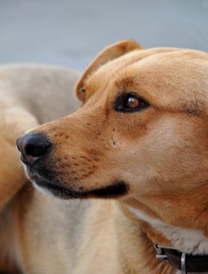 One of Several Dogs Roaming