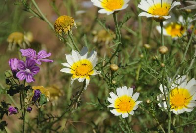 Lovely Flowers off the Road