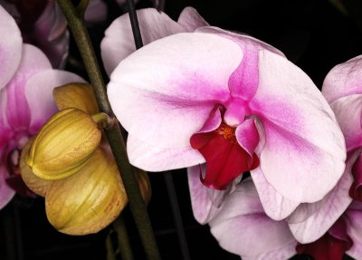 Orchid, -34-