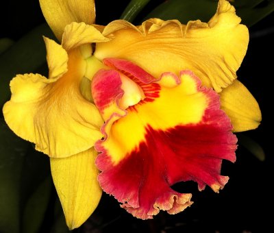 Unusual Color Orchid, -39-