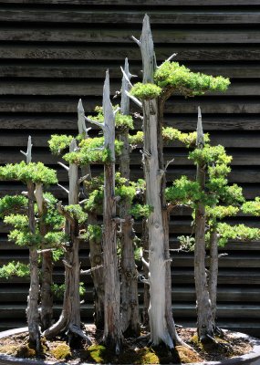 Bonsai Growth - Miniature Juniper Forest