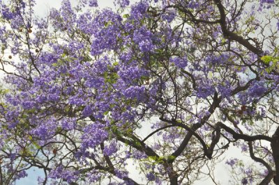 Beautiful Jacaranda Tree in Bloom
