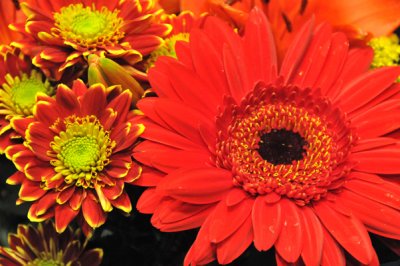 Display of Lovely Flowers