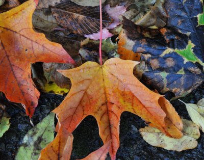 Leaves Ending their Fall Term