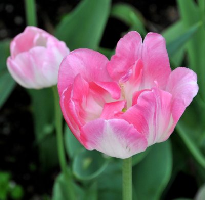 Beautiful Tulip blossoms
