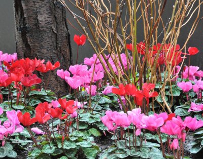 Beautiful begonias, out on sidewalk!
