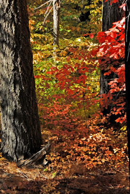 Initial showing of beautiful Fall color.