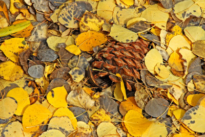 Pine cone keeping company with pretty leaves!