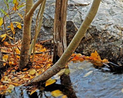 Leaves in the stream.