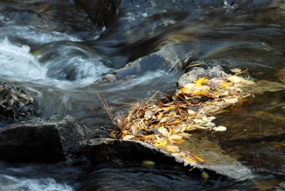 Leaves being held stationary in stream.