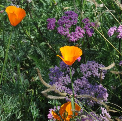 California Puppies Mixed with other Plants