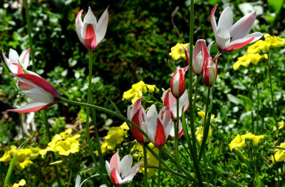 Beautiful Flowers