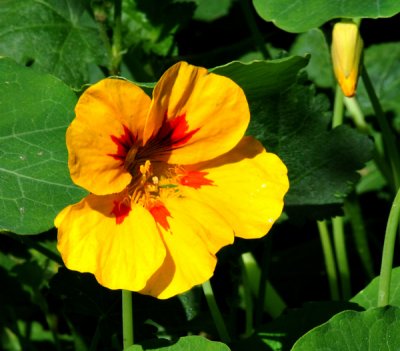 Yellow Pansy