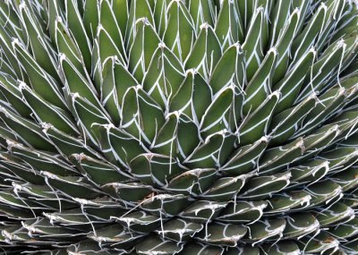 Close-up of Cactus-type plant