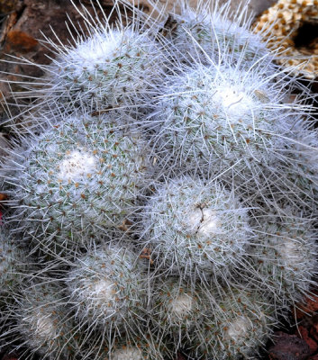 Spiny Cacti