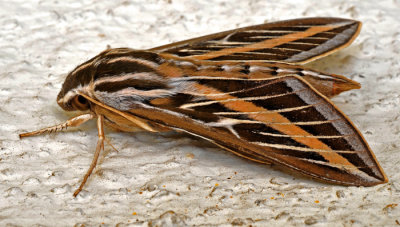 Tiger Moth, CA