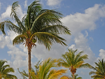 Lovely coconut palm trees