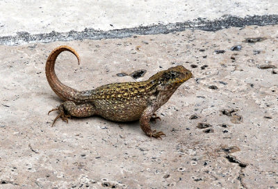 Unusual Curved-tail Lizard