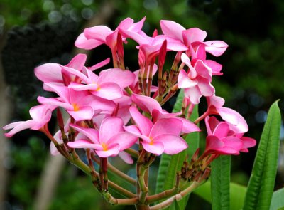 Hawaiian Plummeria blossoms