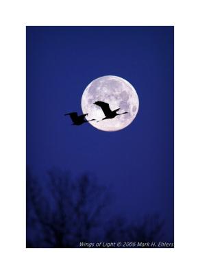 Cranes on Full Moon