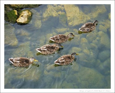 PW ducks