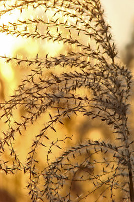 Golden grass