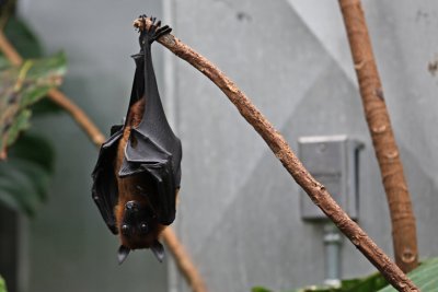 Fruit bat