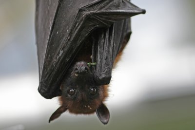 Fruit bat