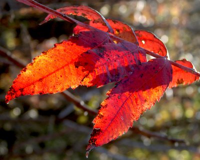 November in the woods