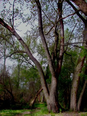 Big trees in the woods