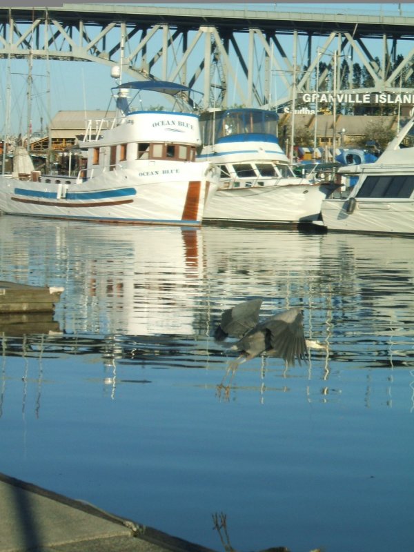 heron heads toward nearby and fun Granville Island