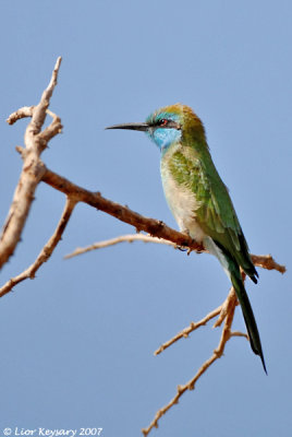 Little Green Bee-eater 6057