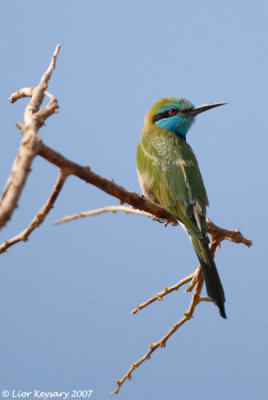 Little Green Bee-eater  6059