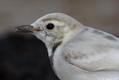 White Wagtail_7291 (croped)