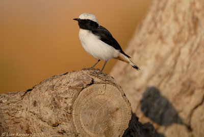 Mourning Wheatear_8249