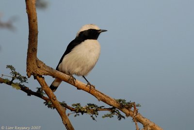 Mourning Wheatear_8225