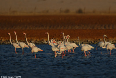 Flamingo 4664