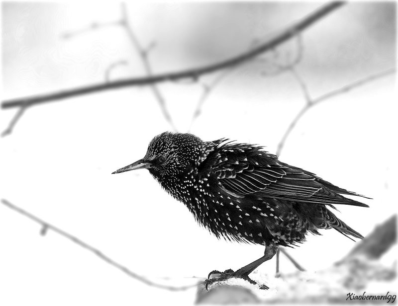 A starling in BW