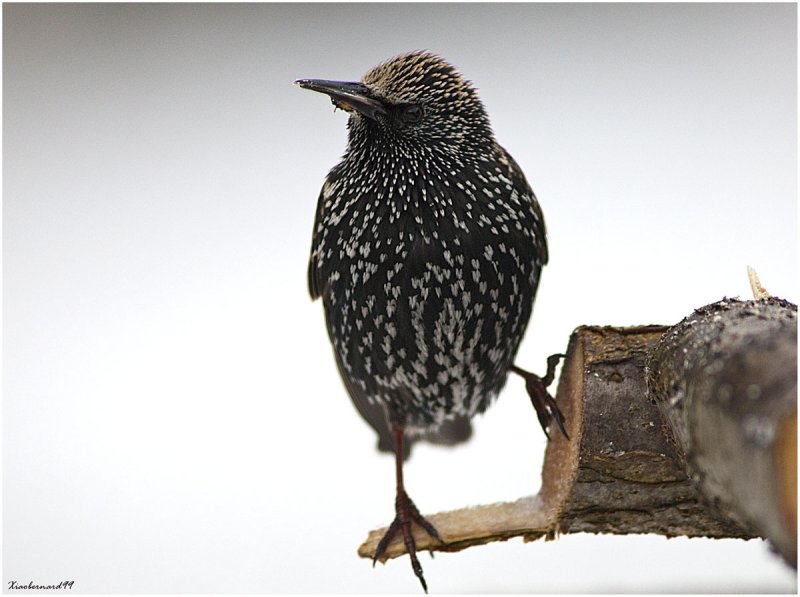 Starling posing for me